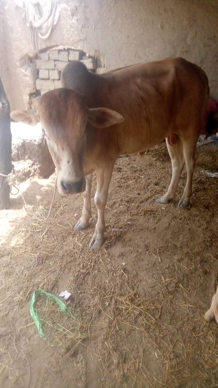 Impact Photo other-44